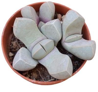 Lapidaria margaretae pianta sasso succulenta nana pianta grassa fiore giallo