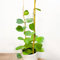 frische neue 40 Stuck Hoya kerrii Pflanzen:Seeds Only