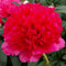 Cooto Garten Pfingstrosen Zwiebeln – Rhizom Chinesische Pfingstrose Command Performance - Pfingstrosen Pflanzen Winterhart – Blumen Deko für Garten und Balkon - Blumenzwiebeln Mehrjährig