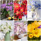 3 pcs freesien zwiebeln winterhart - zwiebel pflanzen für balkonkästen winterhart frühlingsblumen zwiebeln steingartenpflanzen winterhart hydrokultur pflanzen bienen geschenk blumenzwiebeln