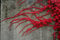 Germinazione dei semi: Cimelio importato l'edera Rossa semi pianta rampicante, Professional Service Pack, 10 Semi