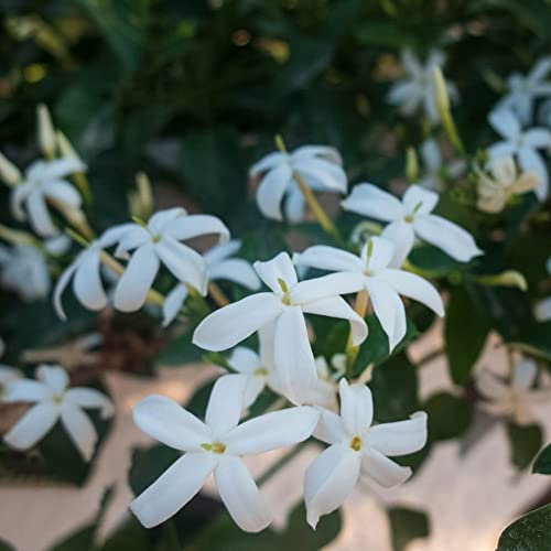 Planta De JazmíN Plantas Trepadoras Resistentes Semillas De Flores De Crecimiento RáPido Regalo De Invitados Planta JazmíN Real DecoracióN JardíN Para Exterior Planta De JardíN 10 Semillas De JazmíN