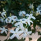 Planta De JazmíN Plantas Trepadoras Resistentes Semillas De Flores De Crecimiento RáPido Regalo De Invitados Planta JazmíN Real DecoracióN JardíN Para Exterior Planta De JardíN 10 Semillas De JazmíN