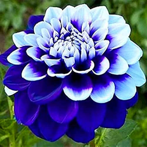 Dahlia Bulbs Mix for Planting Now UK,Hardy Perennial,Strong Plants That Grow Well,Dahlia tubers Bulk,Wedding Flowers,Beauty of Garden,Gift Ready-4bulbs-H