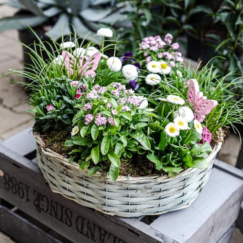 DARO DEKO Holz Pflanzring rund Natur Ø 39cm x 10cm mit Einsatz Weiden Pflanz-Schale Ring Blumentopf geflochten Blumenkorb