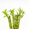 Pianta vera di Lucky Bamboo dritto - si vende 1 pianta