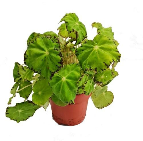 70pcs of Begonia maculata Plant Seeds,Green
