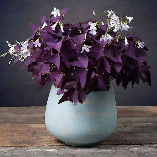Oxalis triangularis pianta,lavanda o bianca e rosa pallido all'estremità,MehrjäHrige Pflanzen, Kostbare Blumen Im Freien-1,3Bulbis
