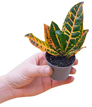 PLNTS - Baby Codiaeum Petra (Wunderstrauch) - Zimmerpflanzen, Pflanzen Echt, Nachhaltige Verpackung - 6cm Topf - Höhe 15cm - Direkt von der Gärtnerei