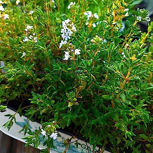 Thymiansamen, 20 Stück/Beutel, Thymiansamen, natürlich, lebensfähig, dekorative, auffällige Blumensamen, Blumen-, Obstbaum- und Gemüsesamen Weiß