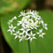 50 Semillas de Cebollino Chino (Allium Tumberosum)