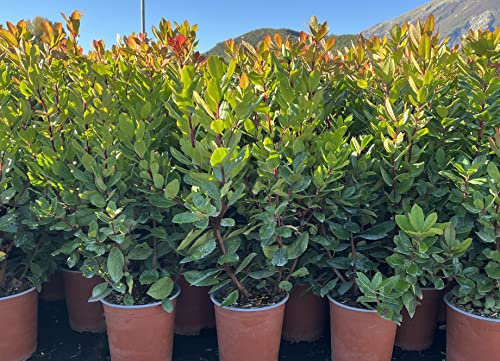 Arbutus Unedo (Corbezzolo) VASO 19 CM