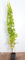 Vitis vinifera 'Lakemont' 100-125 cm - Weinrebe, kernlose grüne Trauben, Erntezeit September, ideal für Pergolen, pflegeleicht und winterhart
