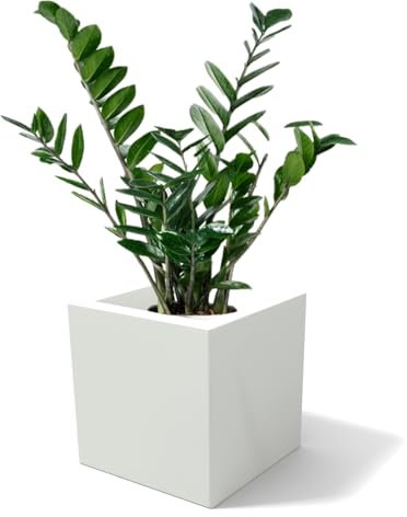 Kloris Macetero Rectangular Moderno de Polietileno, 30 x 30 x 30 x 17 cm, Color Blanco, Fabricado en Italia