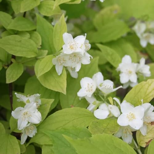 Duftjasmin - Philadelphus coronarius 'Aureus' 30-40 C - 30-40 cm Topf
