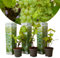 Vitis vinifera Chardonnay - 3er Set Weinreben - Winterharte Rebstöcke im 9cm Topf - 25-40cm hoch - Perfekt für Weinbau & Garten