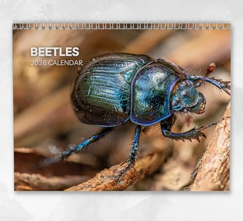 Käfer Kalender 2026 Monatlicher Wandkalender mit Notizen, hängend im A4-Format, inklusive Schlüsseldaten & Feiertagen
