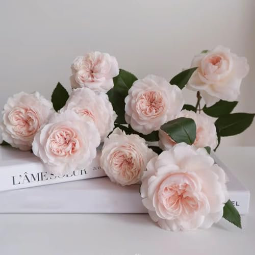 100 pcs rosensamen zum einpflanzen, rosen samen, bienenfreundliche blumensamen, balkongewächshäuser kletterrosen winterhart blumensaat, exotische pflanzen samen blumen pflanzen, kletterpflanzen