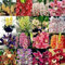 Cymbidium orchid bulbi,Orchidea del cymbidium,cymbidium pianta vera,Piante erbacee perenni,Cymbidium planta,Decorazione del giardino(non fiori artificiali,senza semi)-15 bulbi-A