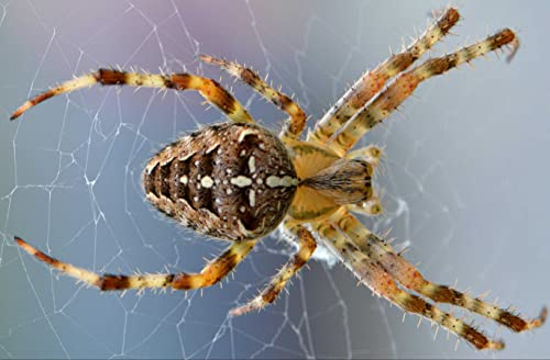 hansepuzzle 24431 - Spinne Puzzle 500 Teile - Tierwelt Motiv mit hochwertiger Aufbewahrung: Kartonbox und wiederverschließbarem Beutel - Format 46 × 30 cm