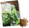 Semi di coriandolo biologiche - Semi di erbe aromatiche da coltivare in cucina, sul balcone, sul orto rialzato e in giardino