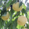 3 pcs Pfirsichbaum Samen, exotische pflanzen samen garten hochbeet peach samen, Prunus persica, Pfirsichbaum, garten geschenke samen alte sorten exotische früchte winterharte stauden