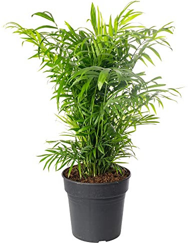 Große Zimmerpalme, echte immergrüne Pflanze, hochgewachsen, exotisch und selten.