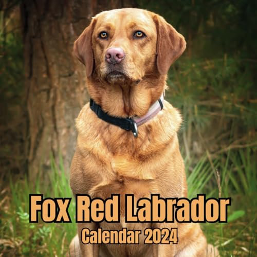 Fox Red Labrador Calendar 2024: November 2023 to December 2024 Monthly Organizer To Keep Track Of Dates , Ideal for Home, Office