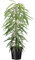 Plant in a Box - Ficus Binnendijckii Alii - Figuier pleureur - Plante d'intérieur - Pot 21cm - Hauteur 100-110cm