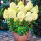 20pcs Hydrangea Paniculata fresa blanca semillas de flores de hortensia semilla bonsai planta en maceta perennes para jardín de su casa