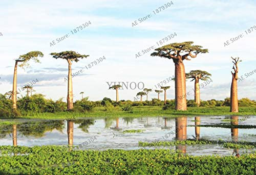 Sump Fresh 10 Stück Baobab Baum SAMEN zum Pflanzen von Braun