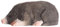 Wudimals - 40703 - Maulwurf, Holz, handgeschnitzt, handbemalt, 5,5cm x 2,5cm