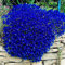 Saterkali Kresse-Samen, 100 Stück/Beutel Kresse-Samen, schleichende Blume, Pflanzendekor, mehrjährige Gartenboden-Steinblumen-Setzlinge für Gartenrasen Blau