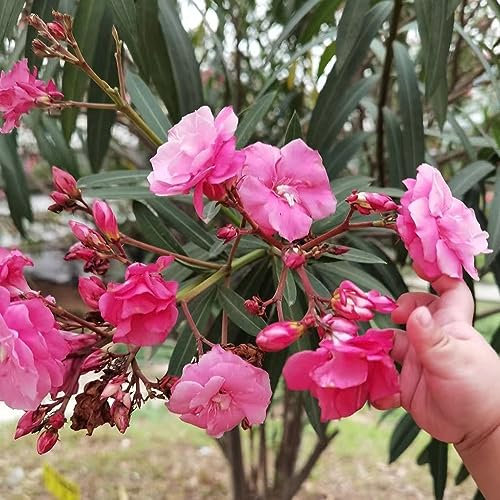 10 Stücke oleander samen, blumensamen balkon blumen geschenk (Nerium oleander) garten geschenke für frauen geschenke für gartenfreunde garten pflanzen winterharte, wildblumen balkonblumen