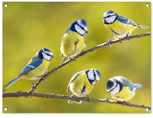 MuchoWow Outdoor-Poster Poster Wanddeko draußen Deko Garten Gartenposter 80x60 cm Vogel - Blaumeise - Äste - Sonne