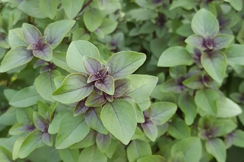 Basilikum ´Thai Basilikum - Sweet Basil´ (Ocimum basilicum var. thyrsiflora) Samen. Gewürz- & Heilpflanze (20000 Samen = 36,0g)