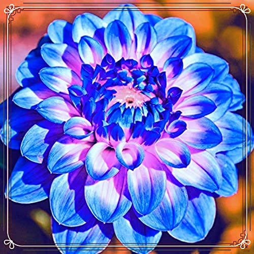 Dahlien Knollen-Winterhart MehrjäHrig,Dahlien Knollen Winterhart,Dahlien Kaufen,Dahlien Zwiebeln,Dahlien Knollen,Bonsai-Pflanzung,Zuverlässiger Verkäufer-2Knollen-b