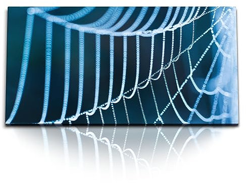 Paul Sinus Kunstdruck Bilder 120x60cm Spinnennetz Makrofotografie Fotokunst Kunstvoll Blau