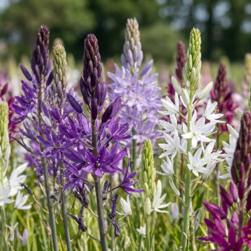 GreenboutiQ - Bulbes de fleurs - Camassia Leichtlinii Mix - Couleur Violet et Blanc - 5 pièces - Taille des bulbes 12/14 - Pack XXL