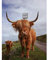 Wee Blue Coo Highland Cow Applecross Scottish Animal Photography Premium Wall Art Canvas Print 18X24 Inch Hochland schottisch Tier Fotografie Wand
