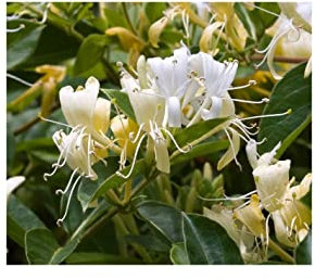 Pianta Lonicera Caprifolium - Dimensione Vaso Vaso 7cm