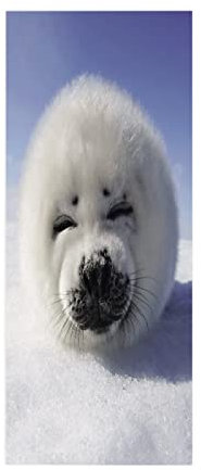 3D Wall Art Self Adhesive Out Door Pattern Stickers Poster Murals Decorations for Living Room Interior Doors White Polar Bear 77 X 200cm(30.31 X 78.7inches)