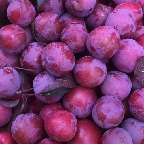 60 pcs Pflaumenbaum Samen - bio saatgut frisches obst Mirabellenbaum Samen - Prunus salicina - bonsai baum obstpflanzen obst frisch pflanztopf winterharte stauden mehrjährig obst frisch