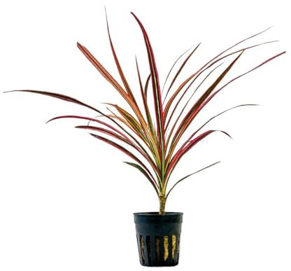 AquaOne Plante de terrarium Dracaena marginata rouge I Plantes de paludarium vivantes Forêt tropicale Plantes de terrarium entièrement enracinées Décoration de terrasse simple