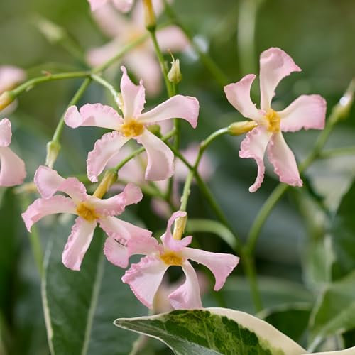 GardenersDream Trachelospermum Star of Milano - Jasmin Étoilé Blanc - Plante Grimpante Compacte Résistante au Froid - Plante Extérieur au Parfum Intense