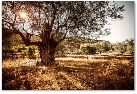 Postereck - 1444 - Olivenbaum, Sonne Natur Sommer Italien Urlaub - Wandposter Fotoposter Bilder Wandbild Wandbilder - Poster - 3:2-91,0 cm x 61,0 cm