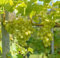 Pilzfeste Weinrebe `Arkadia´, kernarme Tafeltraube, 80-100cm im 3,5 Liter Topf