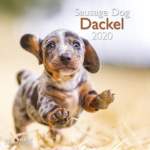 Dackel 2020 A&I - Broschürenkalender - 30x30cm - Wandkalender: Sausage Dog