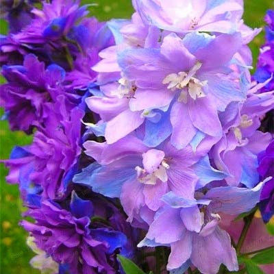 100pcs nuevas semillas de flor del rododendro para jardinería hermosa Mezclados