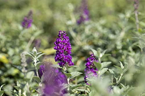 Sommerflieder 'Blue Chip' 40-60 cm Topf Buddleja winterhart duftend